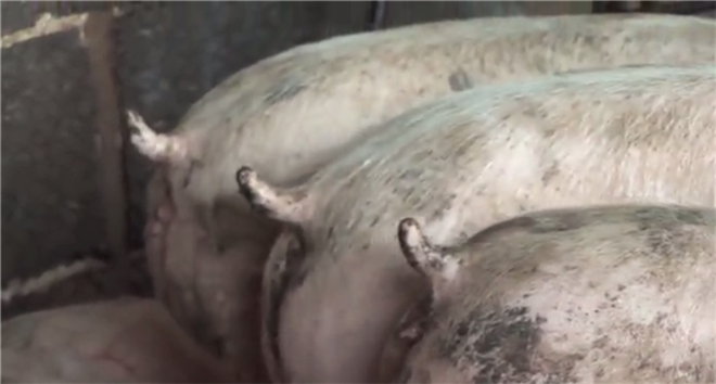 病死動物尸體無害化破碎處理，動物整體破碎機為您助力